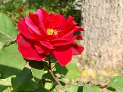 -济南国际园博园