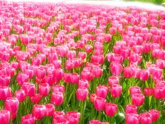 -洛阳郁金香牡丹园