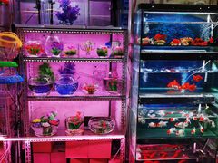 -宝鸡东道花鸟鱼虫市场(吉利花园商场店)