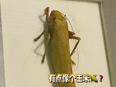 -上海昆虫博物馆