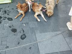 -瑞虹新天地月亮湾