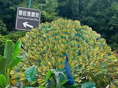 -西双版纳原始森林公园
