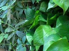 -好利来(紫竹院店)