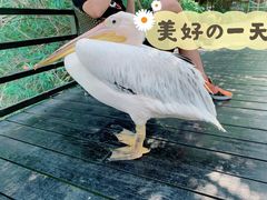 -南沙水鸟世界生态园