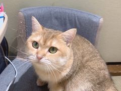 -逗柴咖啡屋·狗咖猫咖宠物桌游