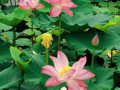 -天津东丽湖风景区