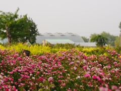 -青岛玫瑰小镇