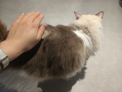 -琪喵猫屋·撸猫猫咖·猫舍