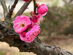 -梅花山(明孝陵内)