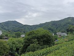-龙井村