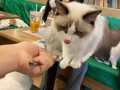 -MOYOYO猫咪咖啡店