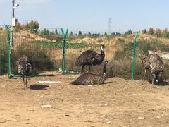 -恩格贝生态旅游区