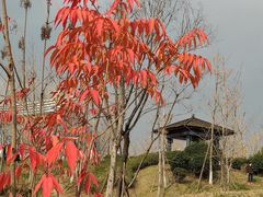 -桂溪生态公园
