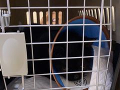 -乐派堂宠物医院·猫友好· 心脏科(东街店)