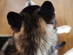 -Husky Go! 哈士奇体验馆·宠物咖啡厅狗咖