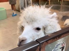 -Honey Bacca 哈尼芭卡高端萌宠(朝阳大悦城店)