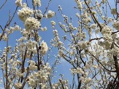 -樱桃山旅游景区