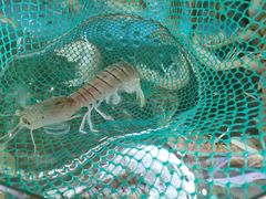 -明记海鲜美食老字号(明记总店)