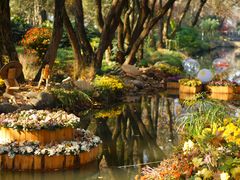 -上海共青森林公园