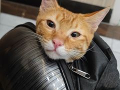 -瑞派宠物医院(搏威敦和院)