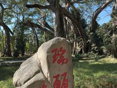 -瑞丽独树成林风景区