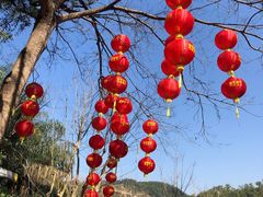 -深圳仙湖植物园