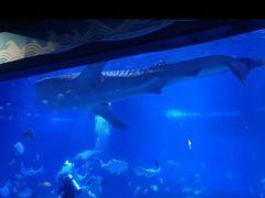 -烟台海昌鲸鲨海洋公园