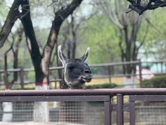 -青藏高原野生动物园