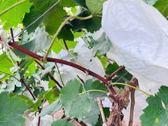 -马陆小张葡萄园农家乐