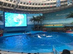 -海合安成都极地海洋公园
