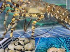 -四川小胡子海鲜(丁村万人海鲜广场店)