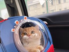 -东方名猫馆·英短金渐层布偶猫舍(环线广场1号楼店)