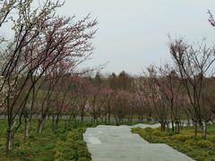 梅林-上海海湾国家森林公园