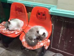 -猫咪博物馆(顶澳仔猫街店)