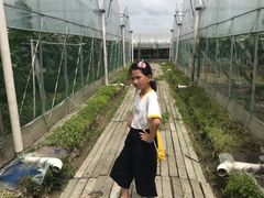 -马陆小张葡萄园农家乐