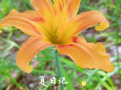 -后襄河公园