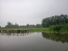 -微山湖红荷湿地景区