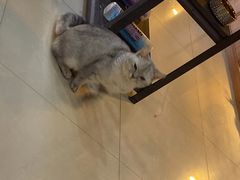 -喵百万·布偶·蓝金金渐层英短·猫舍(百子湾店)
