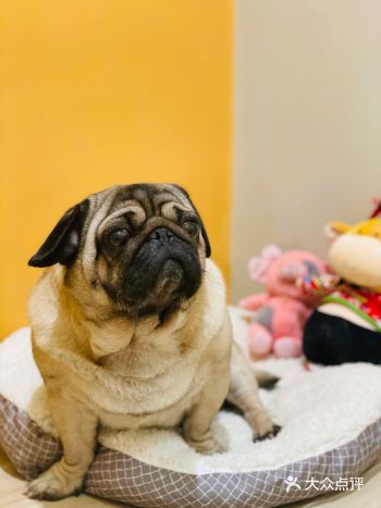 宠物寄养｜牛牛的度假之旅开始啦