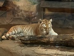 -清迈夜间动物园