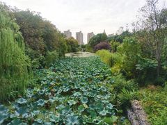 -昆山城市生态森林公园