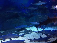 -烟台海昌鲸鲨海洋公园