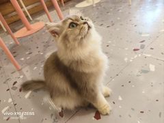 -喵匠猫主题咖啡(凯德和平广场店)