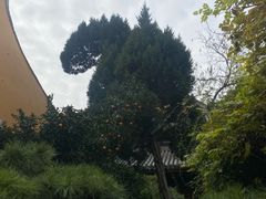 -龙华素斋(龙华路店)