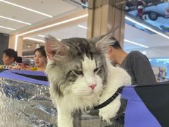 -凯德MALL(望京店)