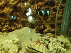 -北戴河圣蓝海洋公园