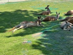 -西霞口神雕山野生动物世界