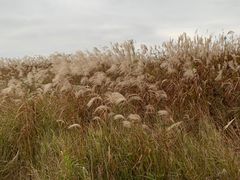 -春花秋色城市公园