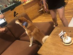 -柴务处·柴犬主题狗咖