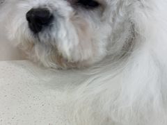 -全心全意连锁动物医院·微创中心·内科急重症·心脏专科(丰管路店)